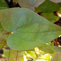 Epimedium youngianum 'Roseum'